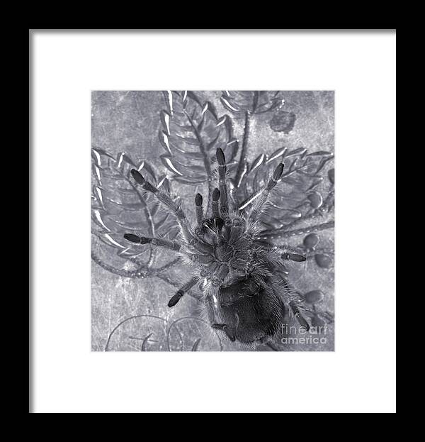 Tarantula Framed Print featuring the photograph Pet Rose Hair Tarantula on Antique Silverplate by Janeen Wassink Searles