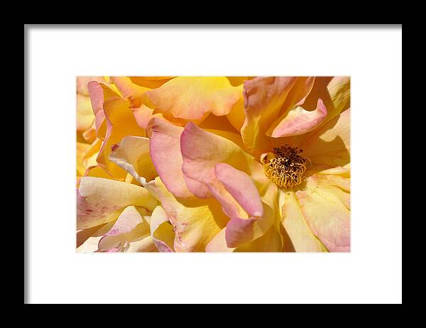 Yellow Rose Framed Print featuring the photograph Petal Profusion by Sandy Fisher