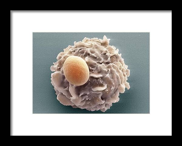 Candida Albicans Framed Print featuring the photograph Phagocytosis Of A Yeast Spore, Sem by Prof Matthias Gunzer