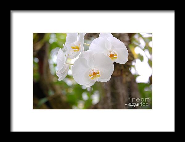 Phalaenopsis Aphrodite Moon Orchid Framed Print featuring the photograph Phalaenopsis aphrodite moon orchid by Susan Stevens Crosby