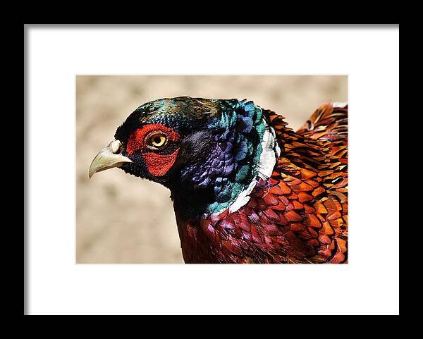 Pheasant Framed Print featuring the photograph Pheasant by Paulette Thomas