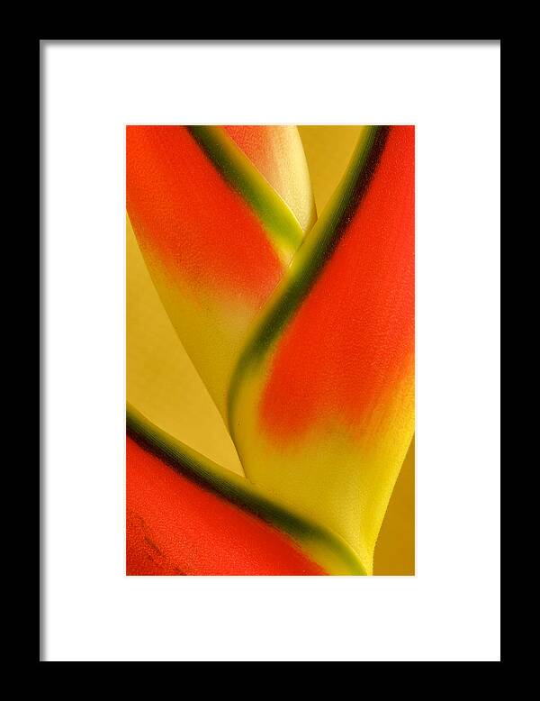 Flowers Framed Print featuring the photograph Photograph of a Lobster Claws Heliconia by Perla Copernik