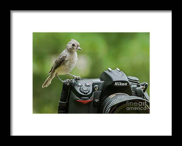 70-200 Framed Print featuring the photograph Photographer's Little Helper by Jim Moore