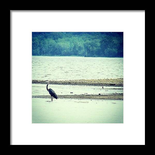 Wildlife Framed Print featuring the photograph #photooftheday #wildlife #nature by Nicole Plows