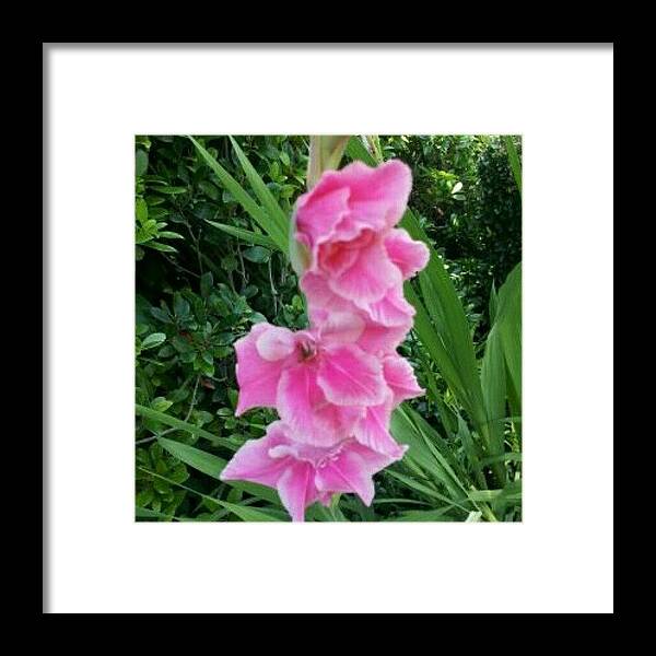 Beautiful Framed Print featuring the photograph Pic Of #flower I Took In Front Yard 2 by Kendall Davis
