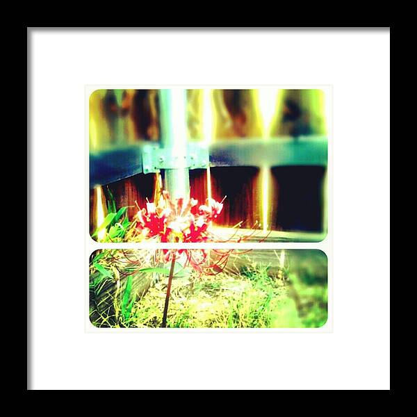 Random Framed Print featuring the photograph #picframe #nature #random by Kel Hill