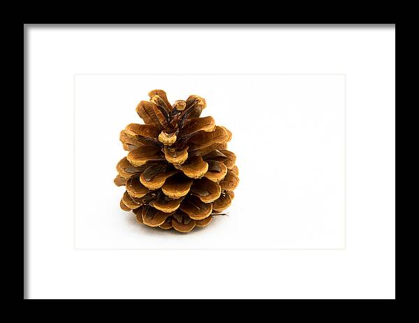 Pine Cone Framed Print featuring the photograph Pine cone by Jean Noren