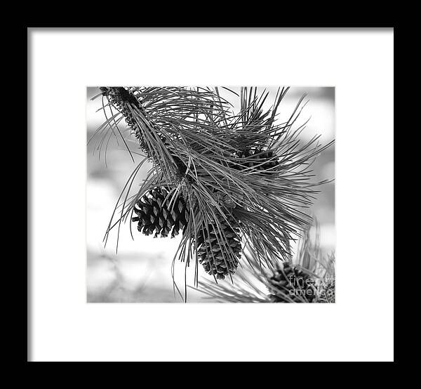 Pine Cones Framed Print featuring the photograph Pine Cones by Dorrene BrownButterfield