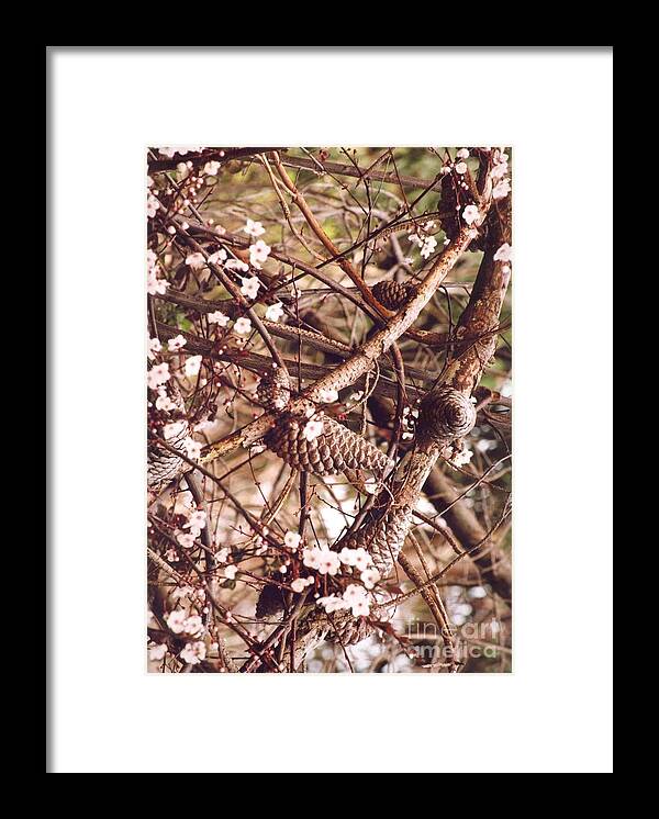 Pinecones Framed Print featuring the photograph Pinecones and cherry blossoms by Cynthia Marcopulos