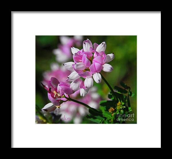 Floral Framed Print featuring the photograph Pink and White by Cindy Manero