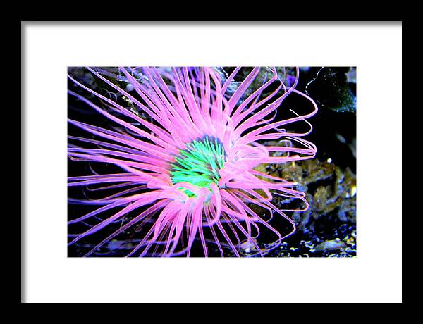 Pink Framed Print featuring the photograph Pink Anemone by Jo Sheehan