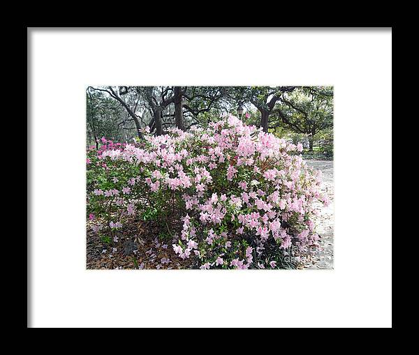 Savannah Framed Print featuring the photograph Pink Azaleas in Savannah by Doris Blessington