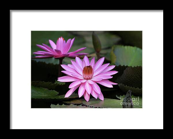 Water Lilies Framed Print featuring the photograph Pink Ballerinas by Sabrina L Ryan