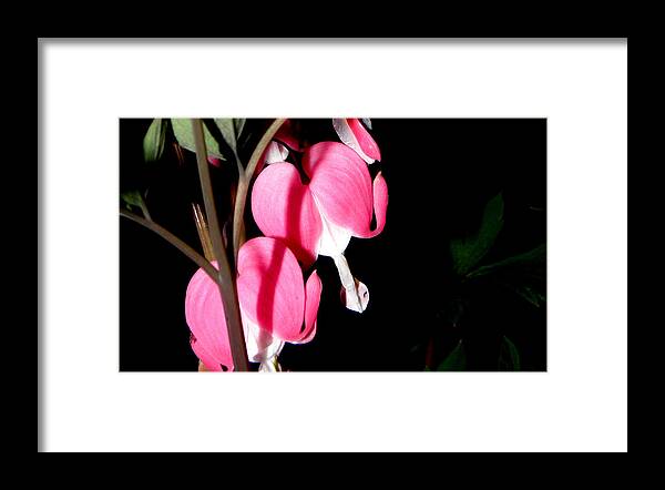 Pink Bleeding Hearts Framed Print featuring the photograph Pink Bleeding Hearts by Kim Galluzzo Wozniak