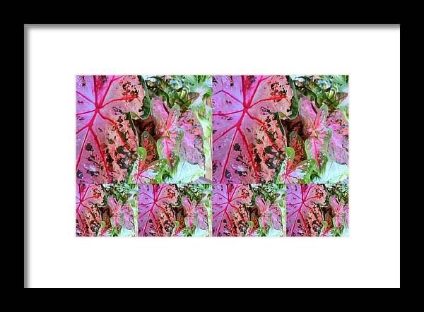 Landscape Framed Print featuring the photograph Pink Calicium Collage by Tim Donovan