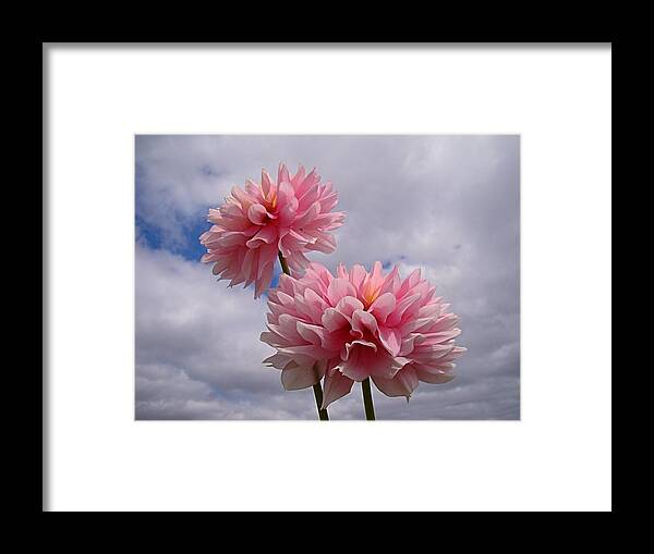 Dahlia Framed Print featuring the photograph Pink Dahlia by Nick Kloepping