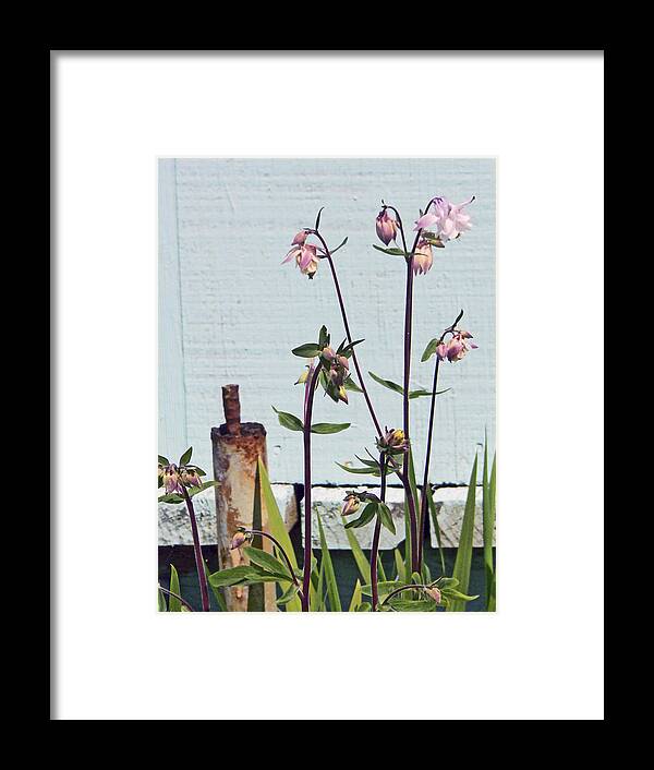 Columbine Plant Framed Print featuring the photograph Pink Doves by Pamela Patch