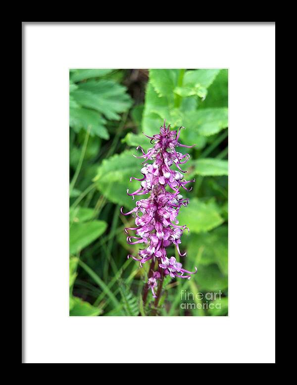 Wildflowers Framed Print featuring the photograph Pink Elephants by Dorrene BrownButterfield