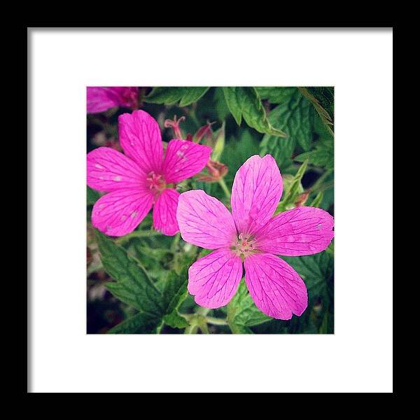Pink Framed Print featuring the photograph Pink Flowers by Rachel Williams
