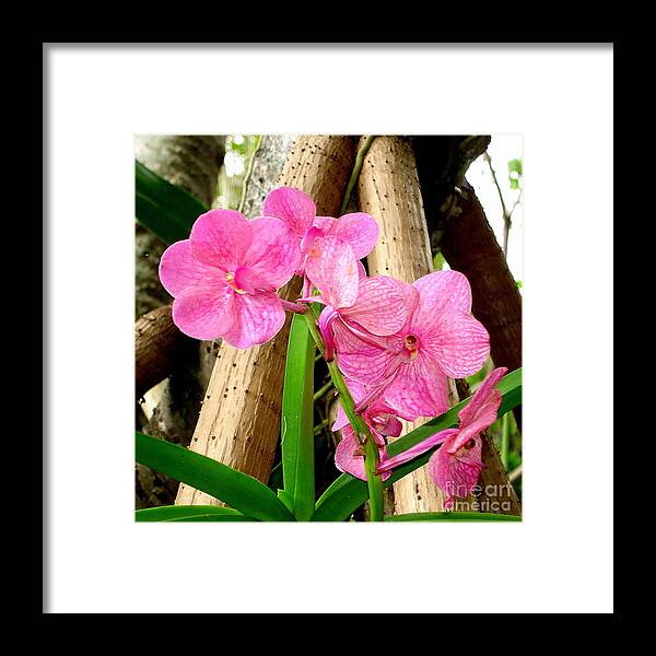 Orchids Framed Print featuring the photograph Pink Hawaiian Orchid by Tatyana Searcy