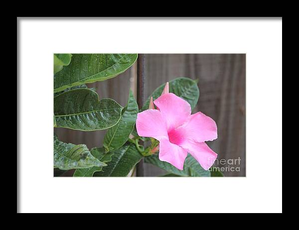 Floral Framed Print featuring the photograph Pink Hibiscus 2 by Sheri Simmons
