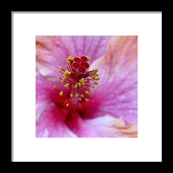 Inflorescence Framed Print featuring the photograph Pink Inflorescence Hibiscus Floret by Karon Melillo DeVega