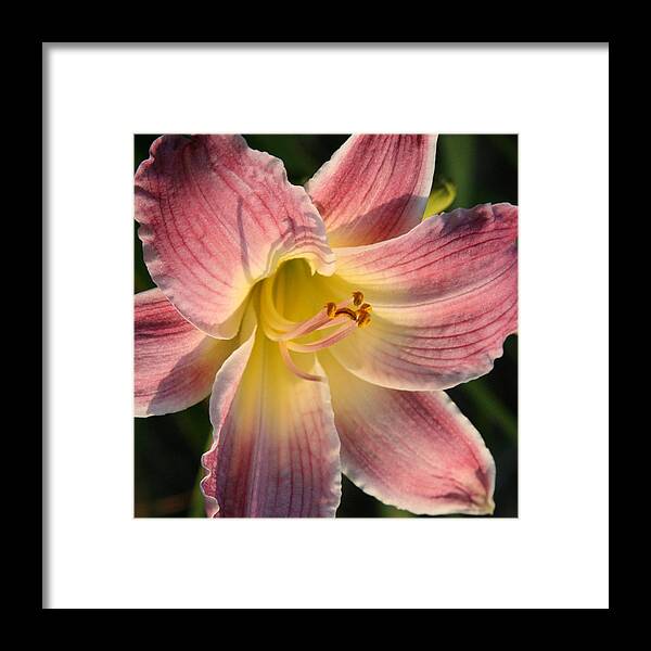 Flower Framed Print featuring the photograph Pink Lily by Donna Corless