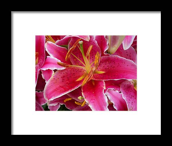 Flower Framed Print featuring the photograph Pink Lily with Water Droplets by Corinne Elizabeth Cowherd