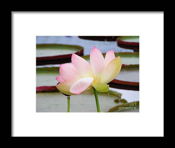 Lotus Framed Print featuring the photograph Pink Lotus Blossom by Margie Avellino