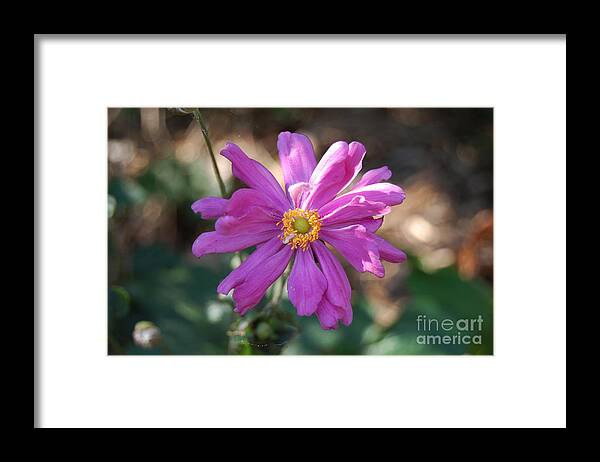 Pink Framed Print featuring the photograph Pink Macro by Danielle Scott