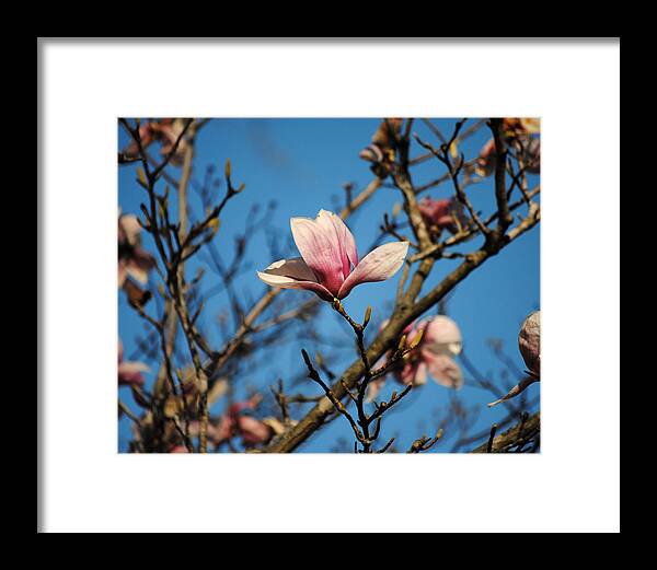Flower Framed Print featuring the photograph Pink Magnolia Flower by Jai Johnson