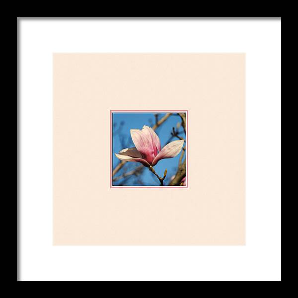 Flower Framed Print featuring the photograph Pink Magnolia Photo Square by Jai Johnson