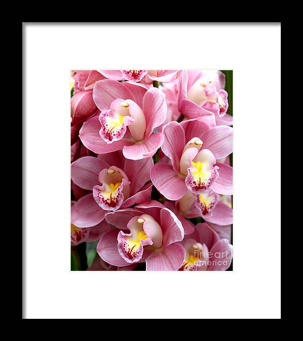 Pink Framed Print featuring the photograph Pink Orchids by Debbie Hart