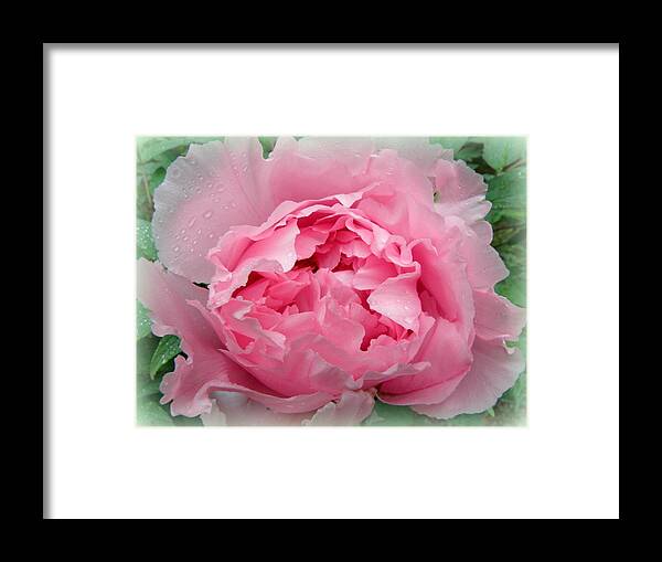 Pink Framed Print featuring the photograph Pink Peony Explosion by Kim Galluzzo