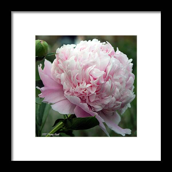 Peony Framed Print featuring the photograph Pink Peony Perfection by Penny Hunt