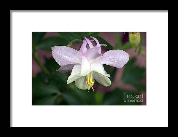 Columbine Framed Print featuring the photograph Pink Perfection by Dorrene BrownButterfield