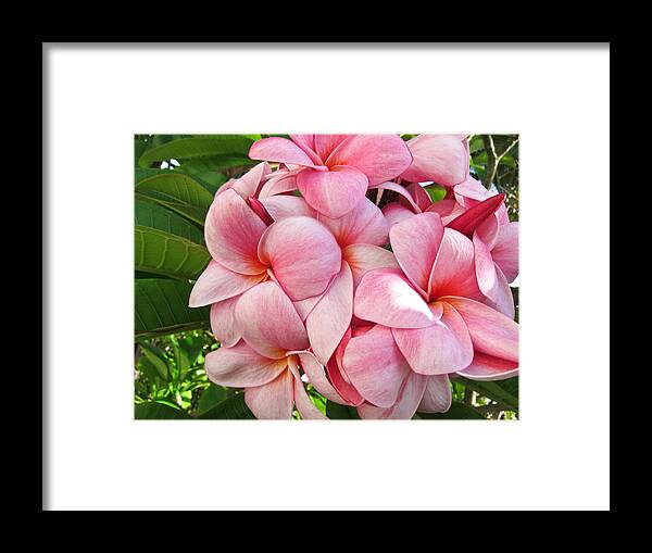 Plumeria Framed Print featuring the photograph Pink Plumerias by Shane Kelly