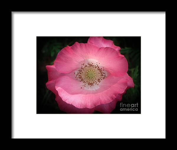 Pink Poppy Framed Print featuring the photograph Pink Poppy Detail by Yvonne Johnstone