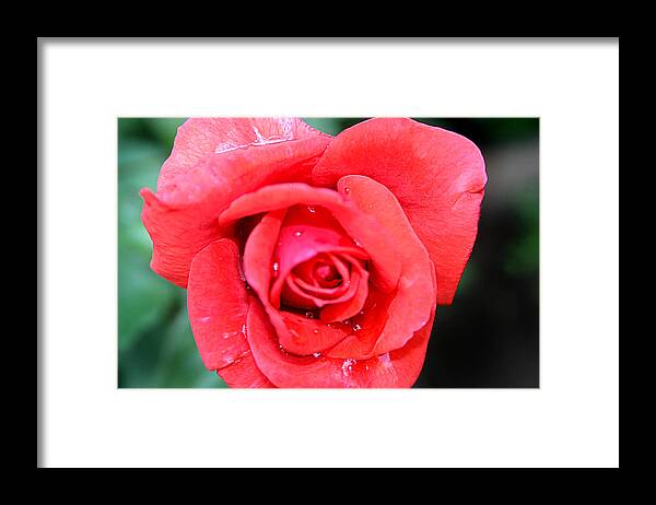Drop Framed Print featuring the photograph Pink rose after rain by Emanuel Tanjala