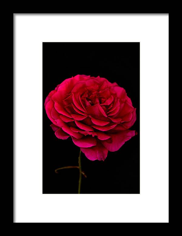 Rose Framed Print featuring the photograph Pink Rose by Steve Purnell
