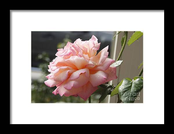 Pink Framed Print featuring the photograph Pink Rose by Yumi Johnson