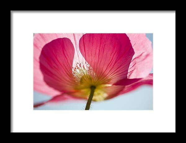 Cheer Framed Print featuring the photograph Pink Shirley Poppy by Craig Tuttle