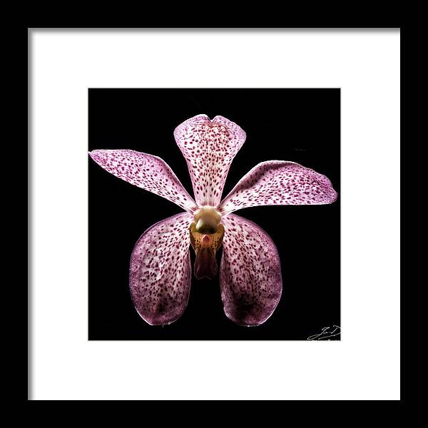 Orchid Framed Print featuring the photograph Pink Spot Orchid by Ian Dean