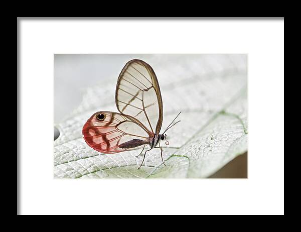 Fn Framed Print featuring the photograph Pink-tipped Clearwing Satyr Cithaerias by James Christensen