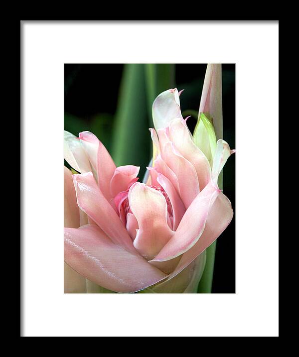 Torch Ginger Framed Print featuring the photograph Pink Torch Ginger by Jocelyn Kahawai