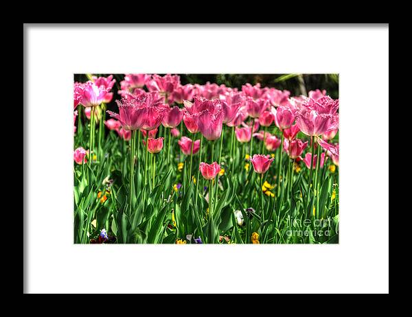 Flowers Framed Print featuring the photograph Pink tulip flowers by Mats Silvan
