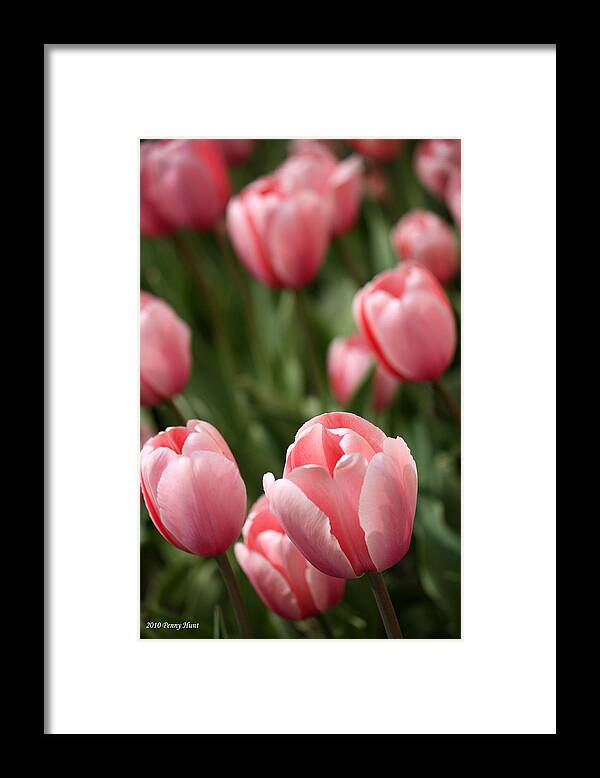 Tulips Framed Print featuring the photograph Pink Tulips by Penny Hunt