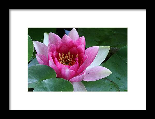 Nymphaea Framed Print featuring the photograph Pink Water Lily by Daniel Reed