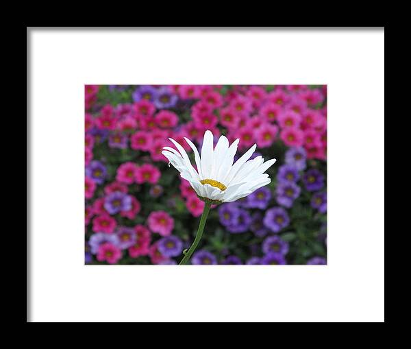 Color Framed Print featuring the photograph Pink White And Blue by Alfred Ng