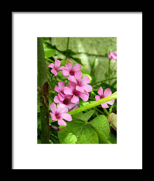 Flower Framed Print featuring the photograph Pink Wild Flowers by Ester McGuire